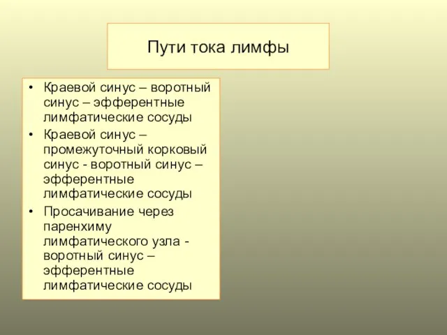 Пути тока лимфы Краевой синус – воротный синус – эфферентные лимфатические сосуды