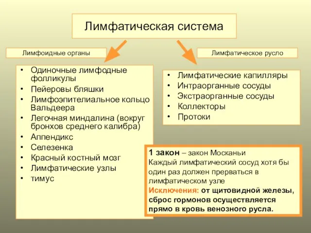 Лимфатическая система Одиночные лимфодные фолликулы Пейеровы бляшки Лимфоэпителиальное кольцо Вальдеера Легочная миндалина