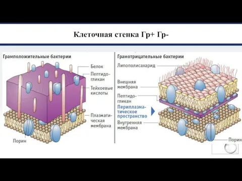 Клеточная стенка Гр+ Гр-