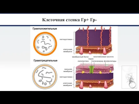 Клеточная стенка Гр+ Гр-