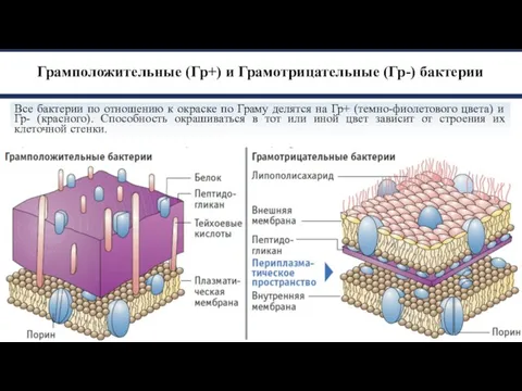 Грамположительные (Гр+) и Грамотрицательные (Гр-) бактерии Все бактерии по отношению к окраске