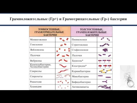 Грамположительные (Гр+) и Грамотрицательные (Гр-) бактерии