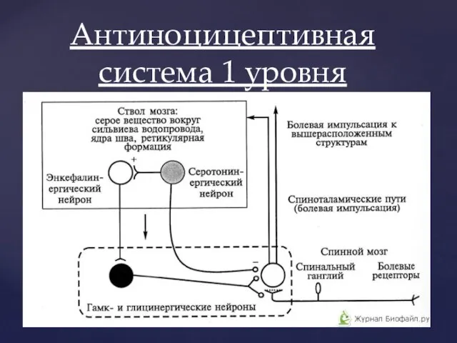 Антиноцицептивная система 1 уровня