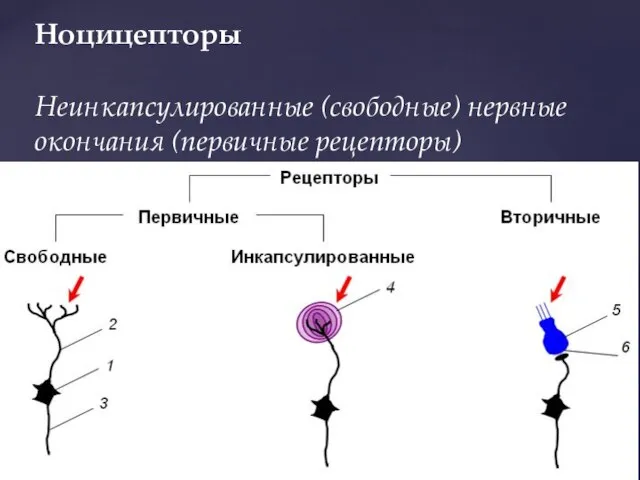 Ноцицепторы Неинкапсулированные (свободные) нервные окончания (первичные рецепторы)