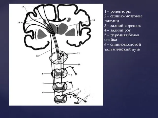 1 – рецепторы 2 – спинно-мозговые ганглии 3 – задний корешок 4