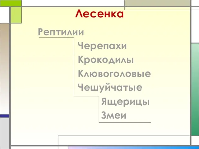 Лесенка Рептилии Черепахи Крокодилы Клювоголовые Чешуйчатые Ящерицы Змеи