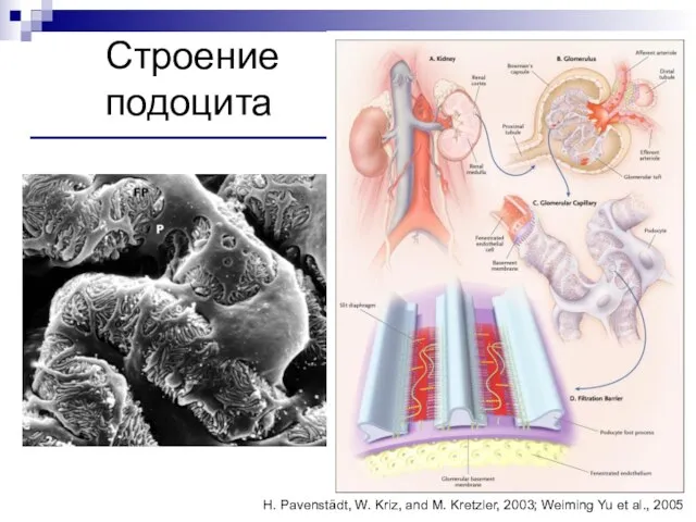 Строение подоцита H. Pavenstädt, W. Kriz, and M. Kretzler, 2003; Weiming Yu et al., 2005