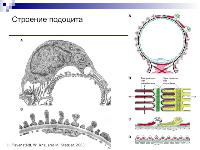 Строение подоцита H. Pavenstädt, W. Kriz, and M. Kretzler, 2003;