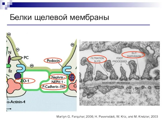 Белки щелевой мембраны Marilyn G. Farquhar, 2006; H. Pavenstädt, W. Kriz, and M. Kretzler, 2003