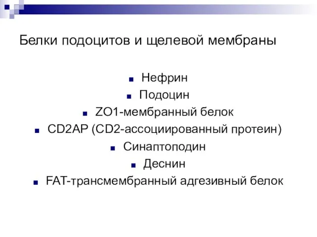 Белки подоцитов и щелевой мембраны Нефрин Подоцин ZO1-мембранный белок CD2AP (CD2-ассоциированный протеин)