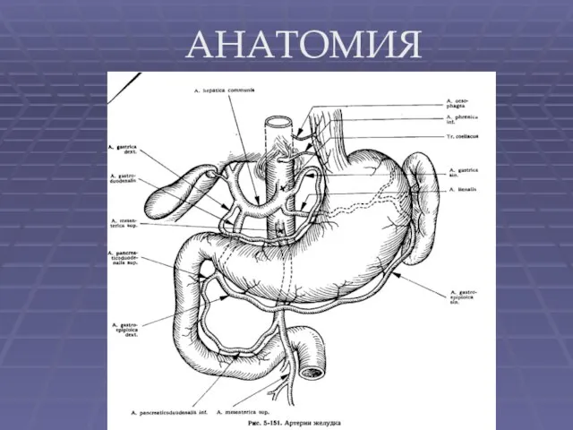 АНАТОМИЯ