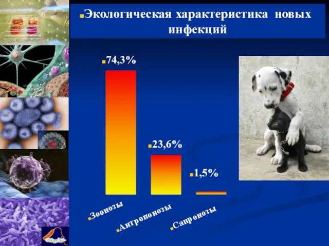 Экологическая характеристика новых инфекций Антропонозы Зоонозы Сапронозы 23,6% 74,3% 1,5%
