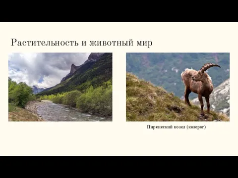 Растительность и животный мир Пиренеский козел (козерог)
