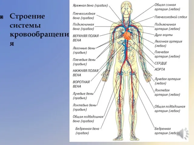 Строение системы кровообращения