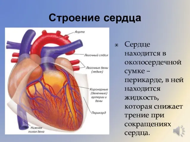 Строение сердца Сердце находится в околосердечной сумке – перикарде, в ней находится