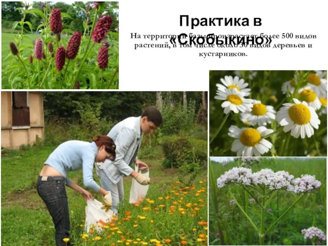 Практика в «Скобыкино» На территории базы произрастает более 500 видов растений, в