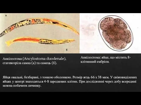 Анкілостома (Ancylostoma duodenale), статевозріла самка (а) та самець (б). Яйця овальні, безбарвні,