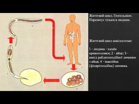 Життєвий цикл. Геогельмінт. Паразитує тільки в людини. Життєвий цикл анкілостоми: 1 -