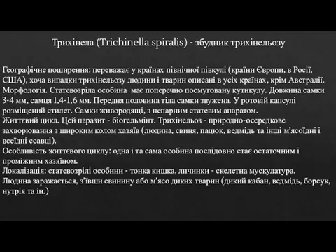 Трихінела (Trichinella spiralis) - збудник трихінельозу Географічне поширення: переважає у країнах північної