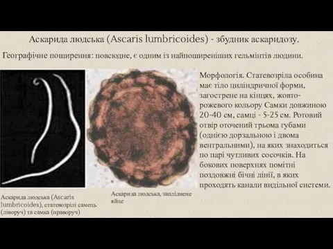 Аскарида людська (Ascaris lumbricoides) - збудник аскаридозу. Географічне поширення: повсюдне, є одним
