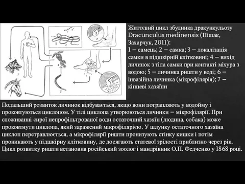 Життєвий цикл збудника дракункульозу Dracunculus medinensis (Пішак, Захарчук, 2011): 1 – самець;