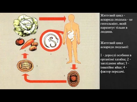 Життєвий цикл - аскарида людська - це геогельмінт, який паразитує тільки в