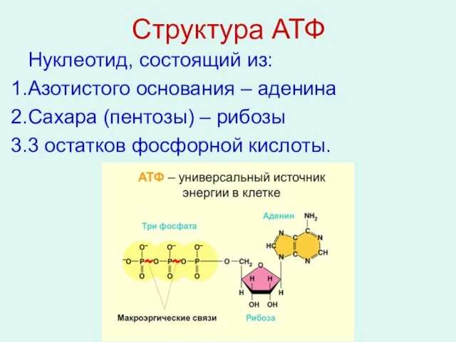 Структура АТФ Нуклеотид, состоящий из: Азотистого основания – аденина Сахара (пентозы) –