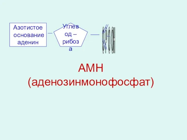 АМН (аденозинмонофосфат) Азотистое основание аденин Углевод – рибоза О Р О ОН