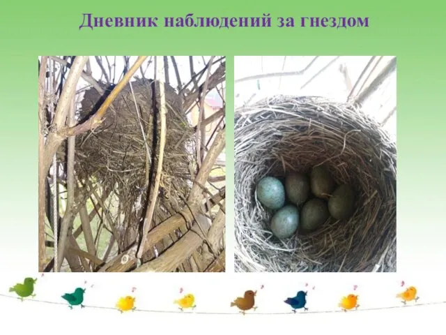 Дневник наблюдений за гнездом