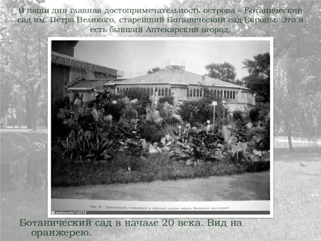 В наши дни главная достопримечательность острова – Ботанический сад им. Петра Великого,