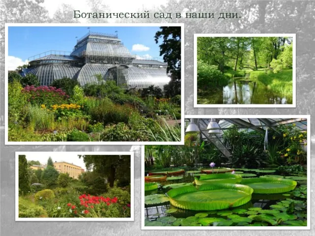 Ботанический сад в наши дни.