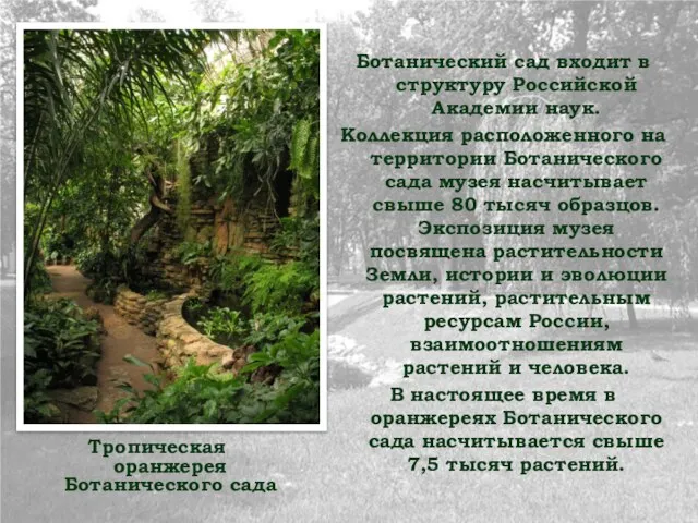 Тропическая оранжерея Ботанического сада Ботанический сад входит в структуру Российской Академии наук.