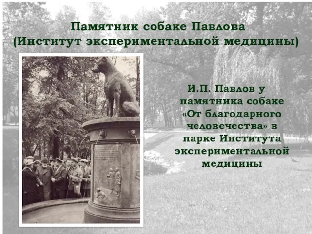 Памятник собаке Павлова (Институт экспериментальной медицины) И.П. Павлов у памятника собаке «От