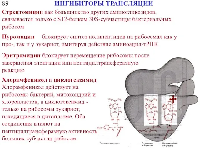 89 ИНГИБИТОРЫ ТРАНСЛЯЦИИ Стрептомицин как большинство других аминогликозидов, связывается только с S12-белком