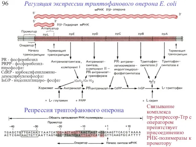 96 Регуляция экспрессии триптофанового оперона E. coli Репрессия триптофанового оперона Связывание комплекса