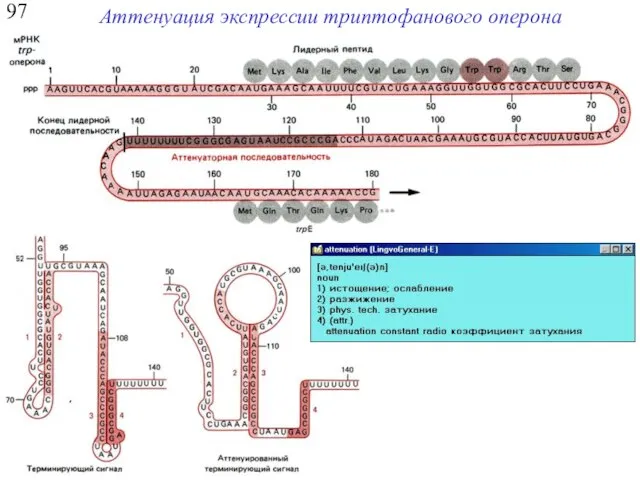 97 Аттенуация экспрессии триптофанового оперона