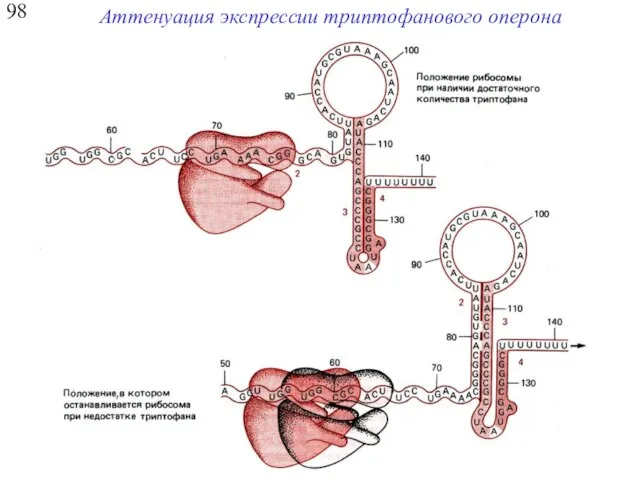 98 Аттенуация экспрессии триптофанового оперона