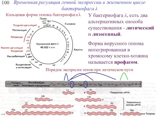 100 Временная регуляция генной экспрессии в жизненном цикле бактериофага λ Кольцевая форма