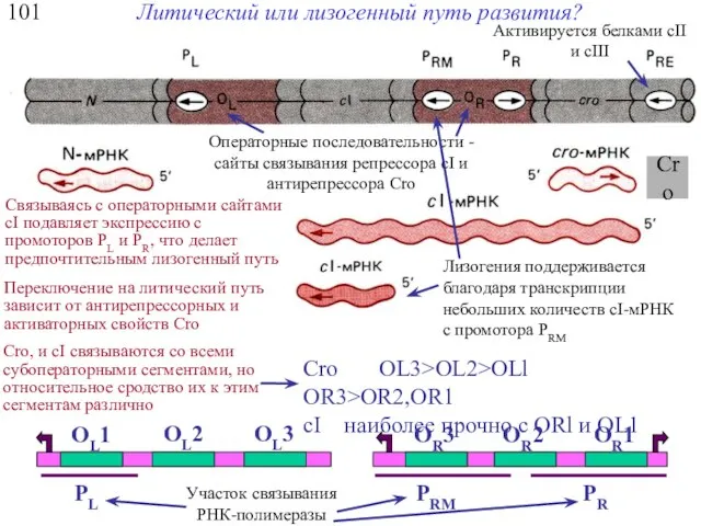 101 Литический или лизогенный путь развития? Участок связывания РНК-полимеразы Операторные последовательности -