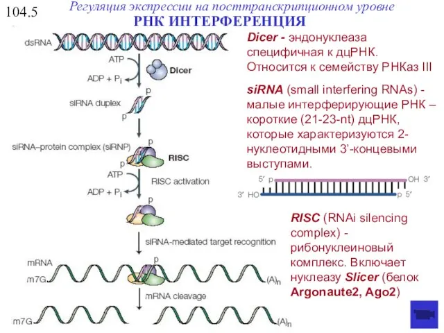 Dicer - эндонуклеаза специфичная к дцРНК. Относится к семейству РНКаз III siRNA