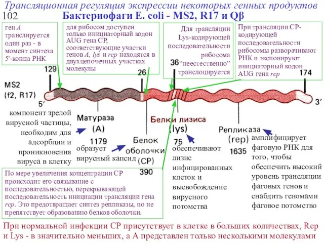 Трансляционная регуляция экспрессии некоторых генных продуктов Бактериофаги Е. coli - MS2, R17