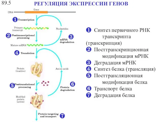 РЕГУЛЯЦИЯ ЭКСПРЕССИИ ГЕНОВ ❶ Синтез первичного РНК транскрипта (транскрипция) ❷ Посттранскрипционная модификация