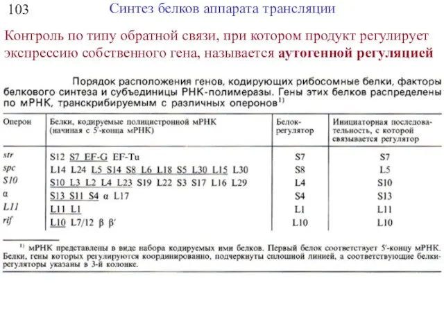 Синтез белков аппарата трансляции 103 Контроль по типу обратной связи, при котором