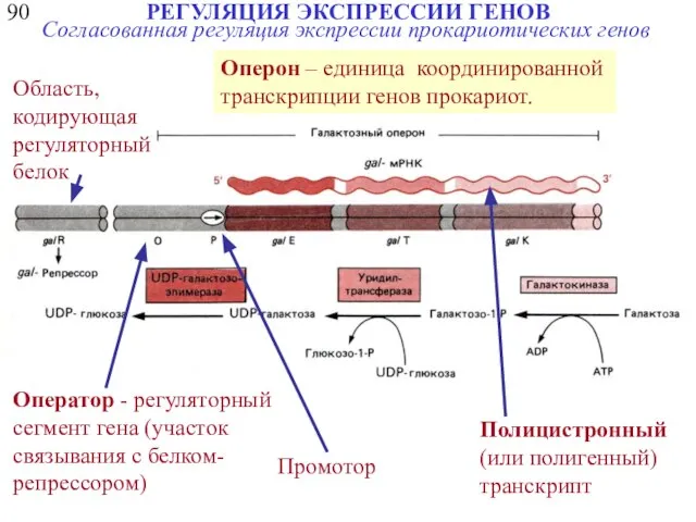 90 РЕГУЛЯЦИЯ ЭКСПРЕССИИ ГЕНОВ Согласованная регуляция экспрессии прокариотических генов Полицистронный (или полигенный)