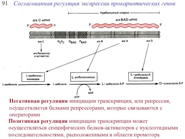 91 Согласованная регуляция экспрессии прокариотических генов Негативная регуляция инициации транскрипции, или репрессия,