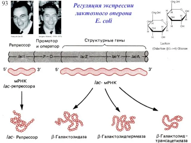 93 Регуляция экспрессии лактозного оперона E. coli