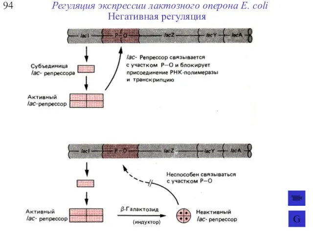 94 Регуляция экспрессии лактозного оперона E. coli (индуктор) Негативная регуляция G