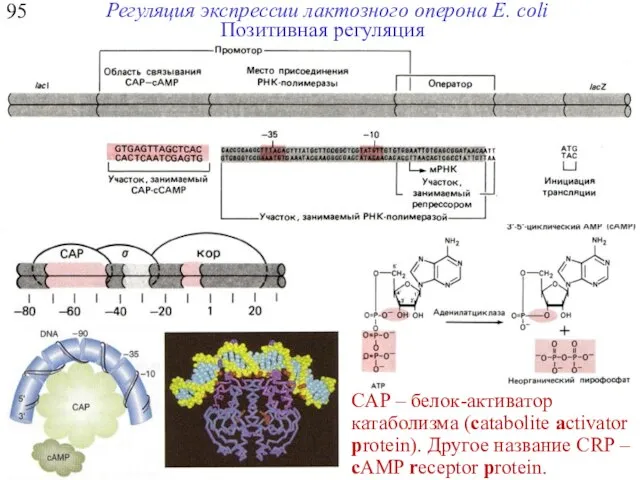 95 Регуляция экспрессии лактозного оперона E. coli Позитивная регуляция СAP – белок-активатор