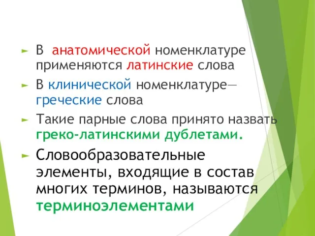 В анатомической номенклатуре применяются латинские слова В клинической номенклатуре—греческие слова Такие парные