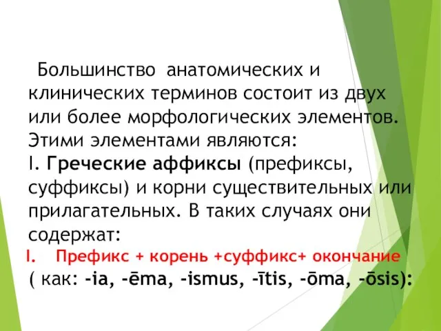 Большинство анатомических и клинических терминов состоит из двух или более морфологических элементов.